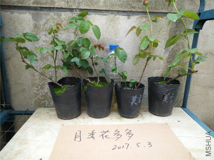 IMG20170503110149.jpg