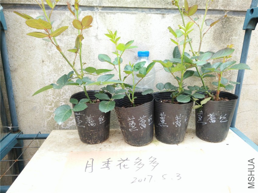 IMG20170503110034.jpg