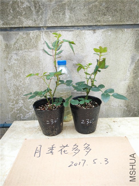 IMG20170503105827.jpg