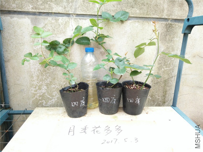 IMG20170503105700.jpg