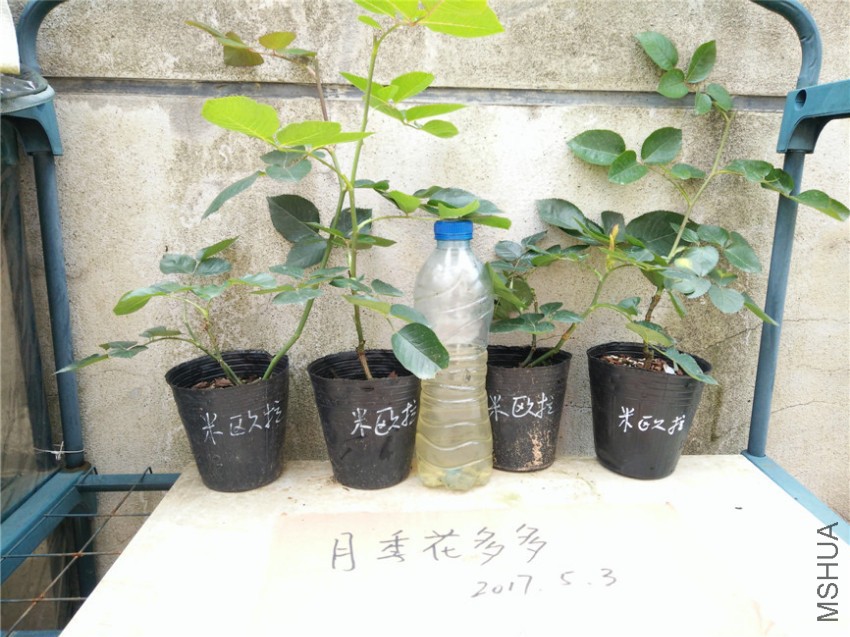 IMG20170503105409.jpg