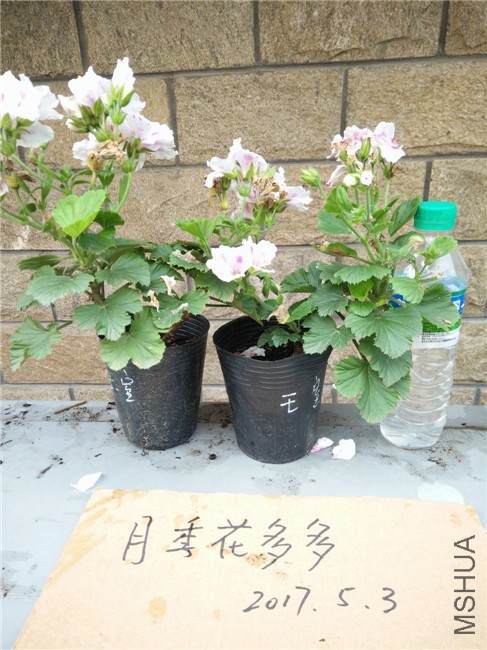 IMG20170503104647.jpg
