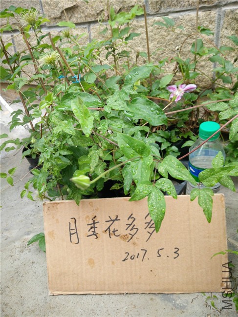 IMG20170503104602.jpg