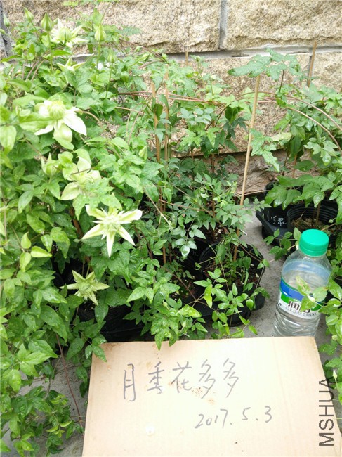 IMG20170503104551.jpg