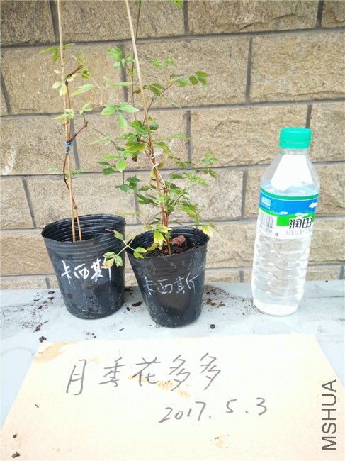 IMG20170503103957.jpg