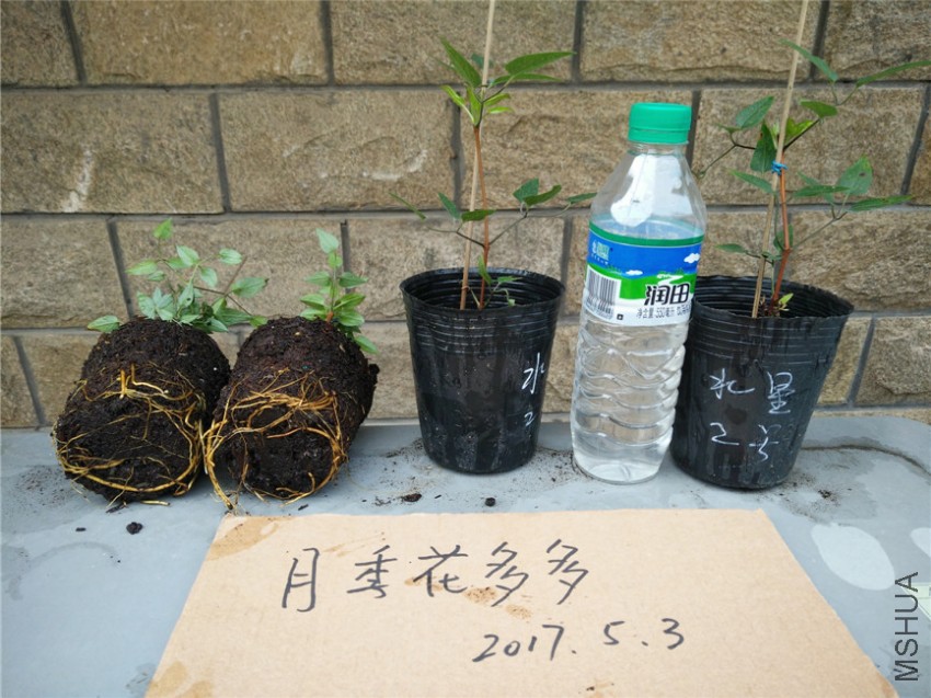 IMG20170503103712.jpg