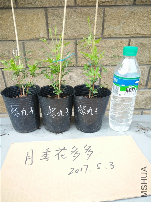 IMG20170503103338.jpg