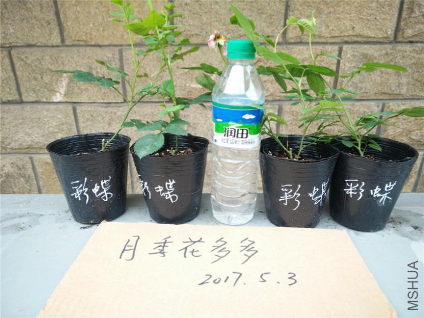 IMG20170503103149.jpg