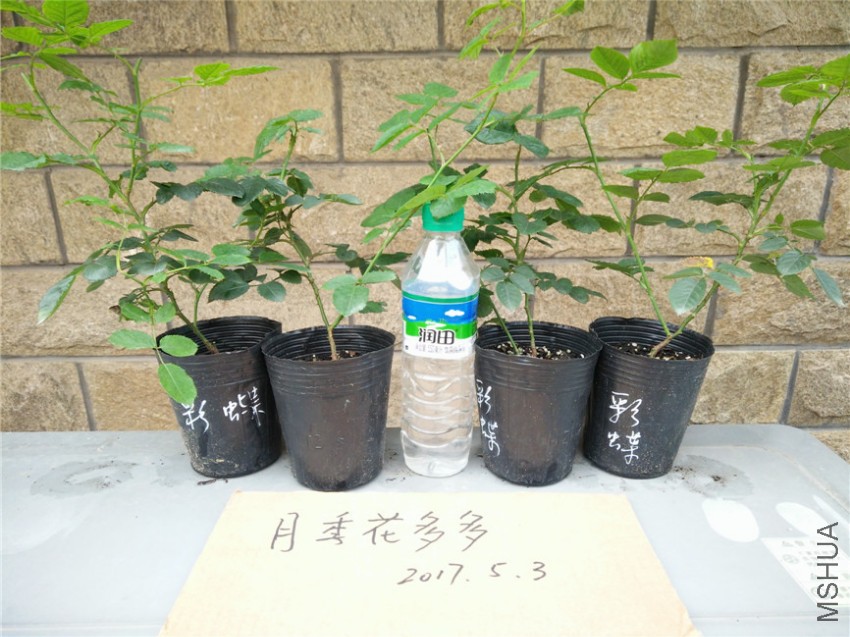 IMG20170503103041.jpg