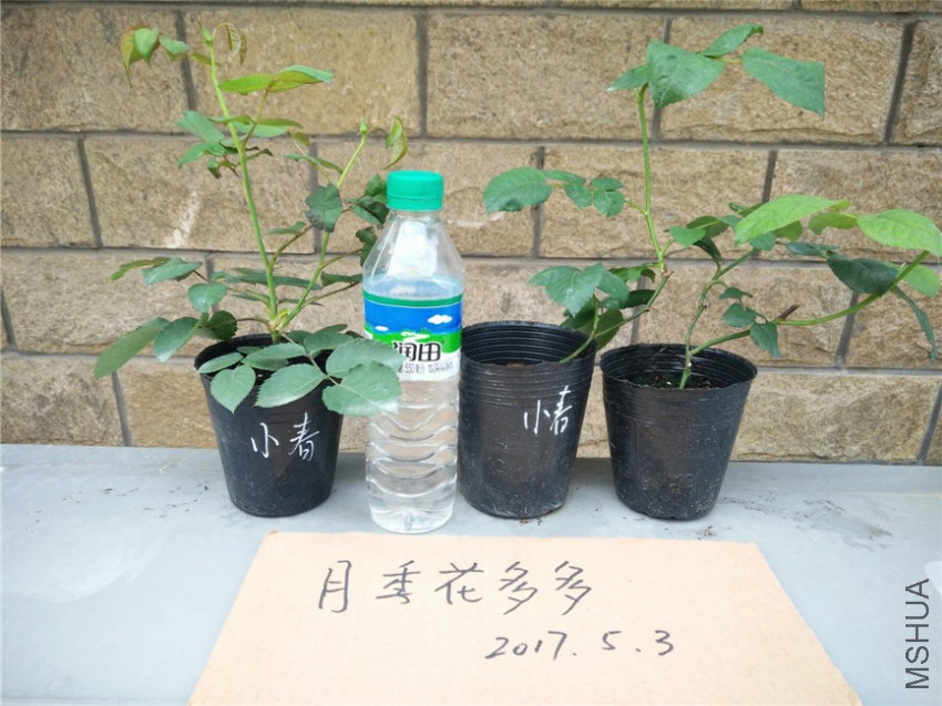 IMG20170503102811.jpg