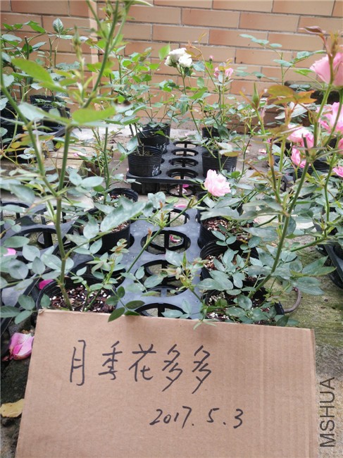 IMG20170503102031.jpg