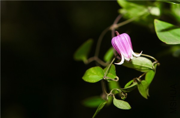 �½��ļ��� (3)IMG_0739(20170503-160303).jpg