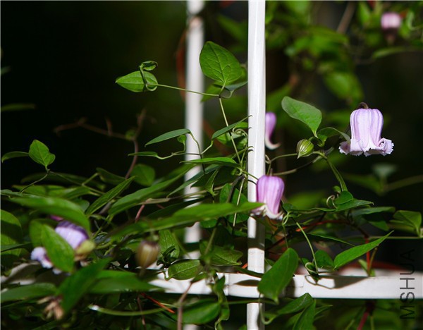 �½��ļ��� (3)IMG_0740(20170503-160206).jpg