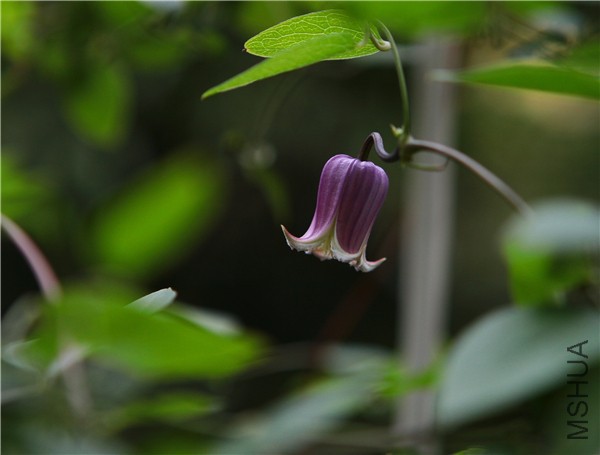 �½��ļ��� (3)IMG_0744(20170503-155811).jpg