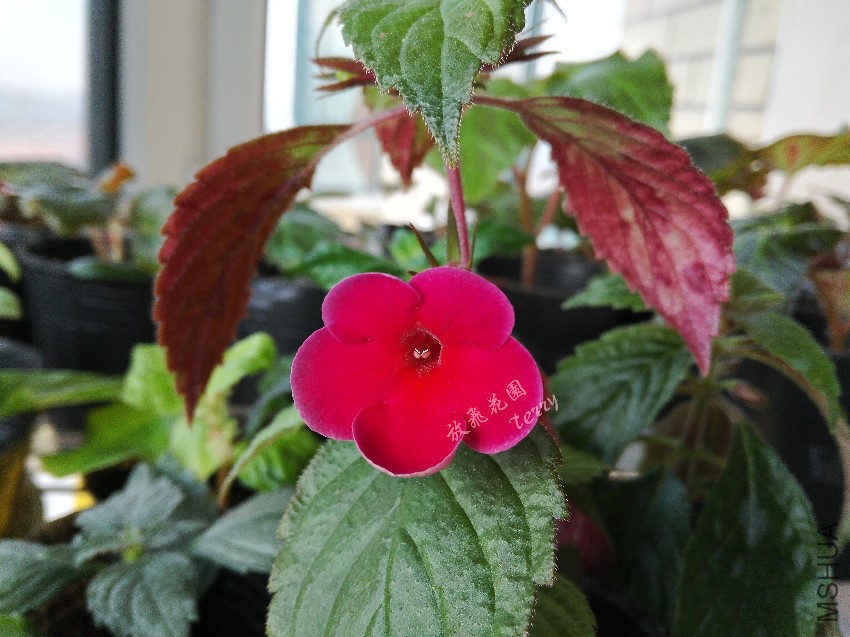 ��Ƭ 451_����.jpg