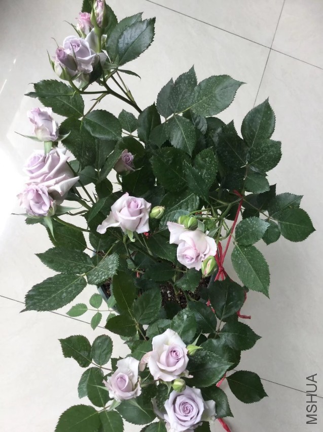psb (9).jpg