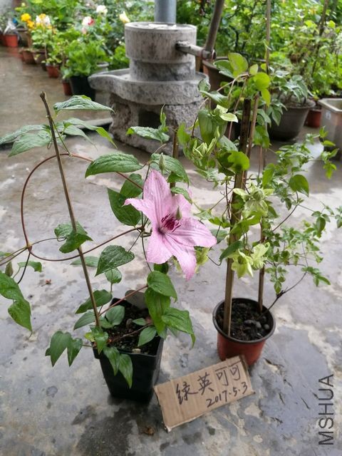 IMG_20170503_174615.jpg