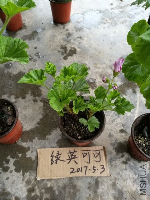 IMG_20170503_174716.jpg