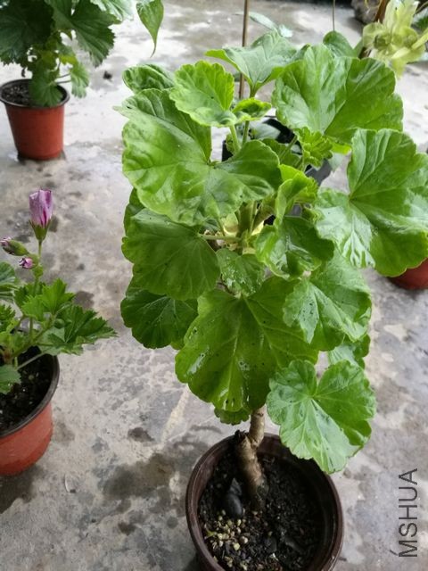 IMG_20170503_174804.jpg