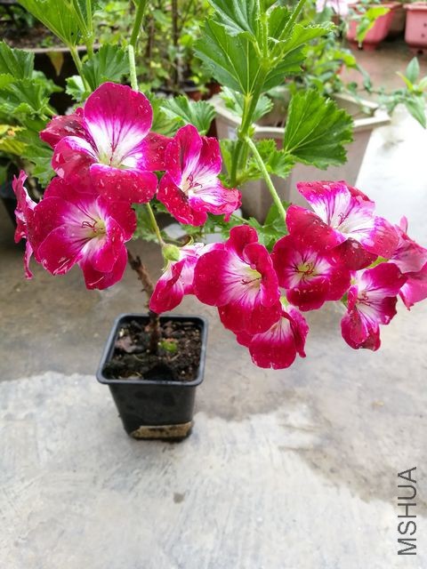 IMG_20170503_171552.jpg