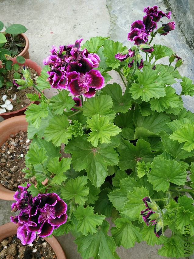 IMG20150514163517.jpg