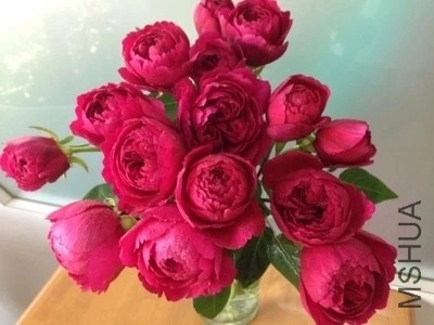 230��.webp.jpg