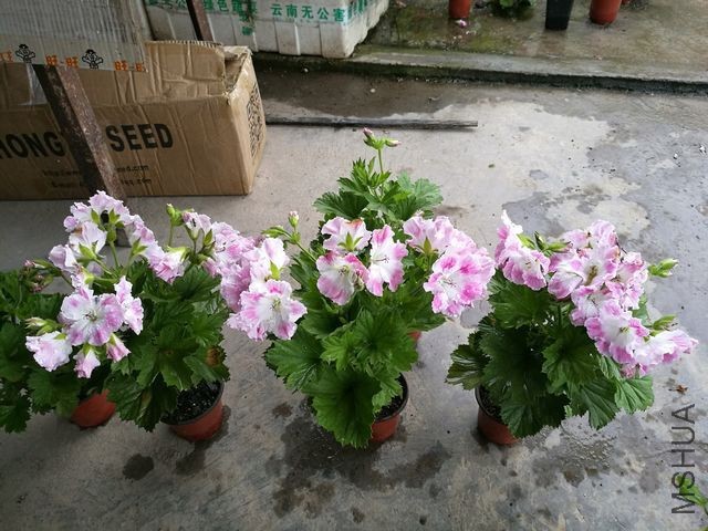 IMG_20170503_174827.jpg