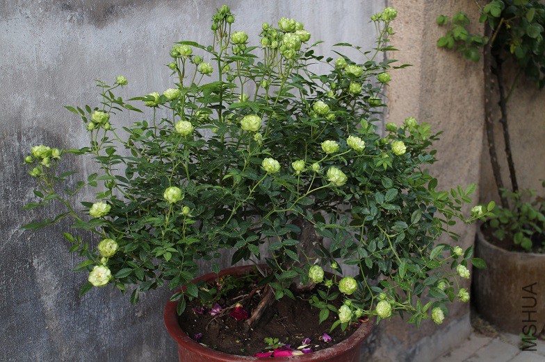 IMG_0894.jpg2.jpg1.jpg