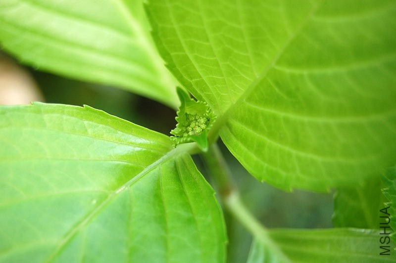 DSC_59570301.JPG