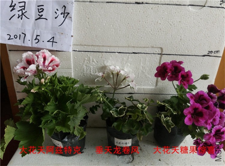 18���찢���ؿˡ�����������ʹ����ǹ���ϲ.jpg