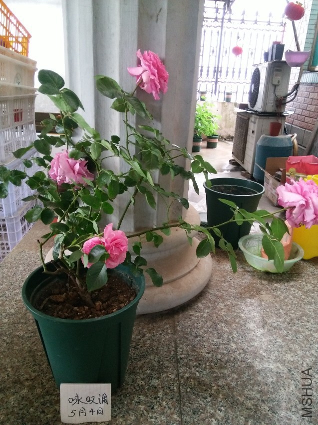 ��ܽ����   55