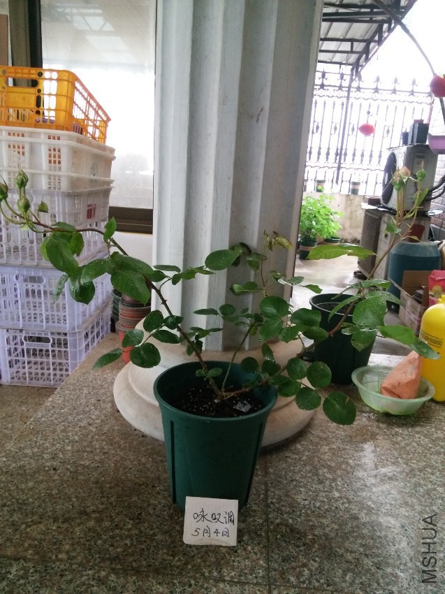 ��ܽ�۲���   60