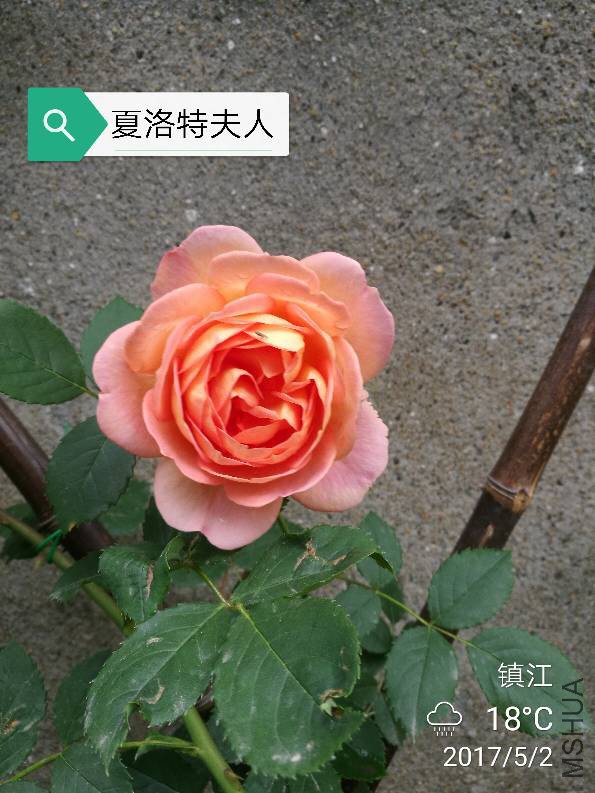 121655rg14lg7abc3g1cwr.jpg