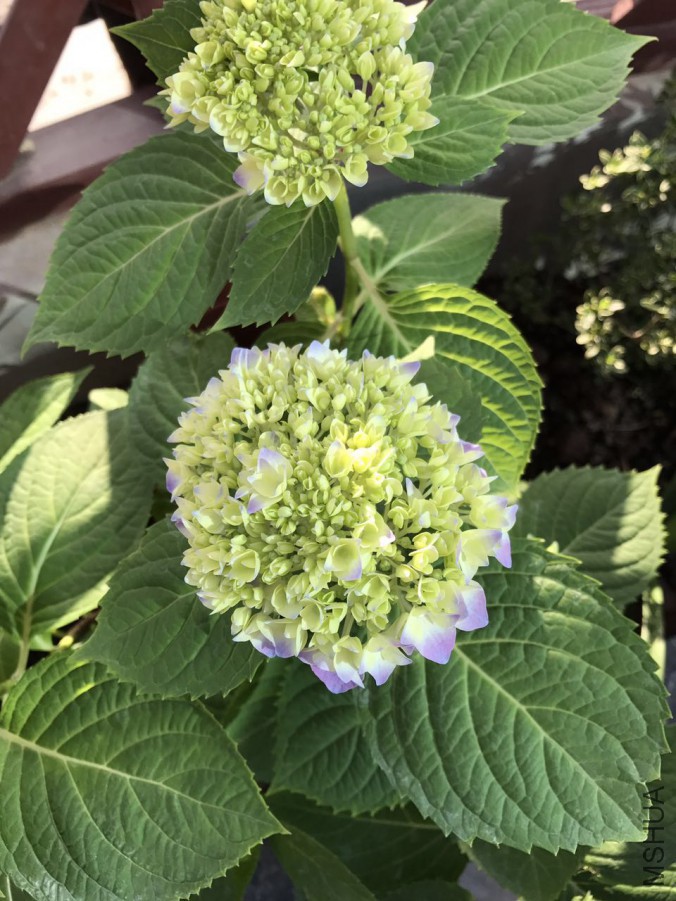 5��4���޾���