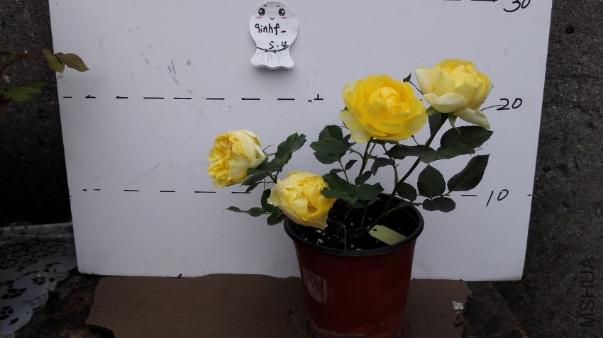 ������СIMG_20170504_104231_������С.jpg