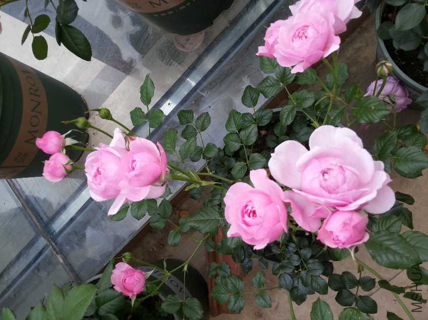 20170503_174527.jpg