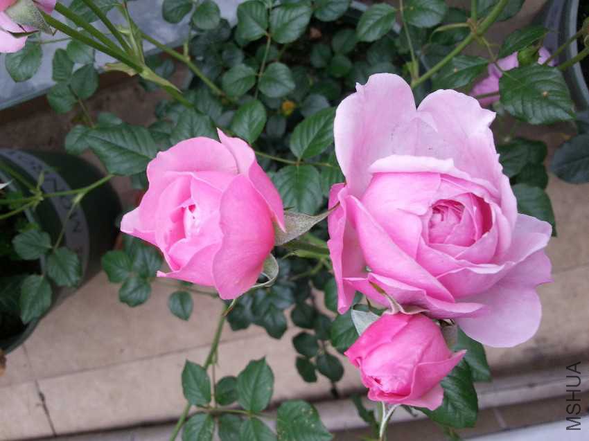20170503_073344.jpg