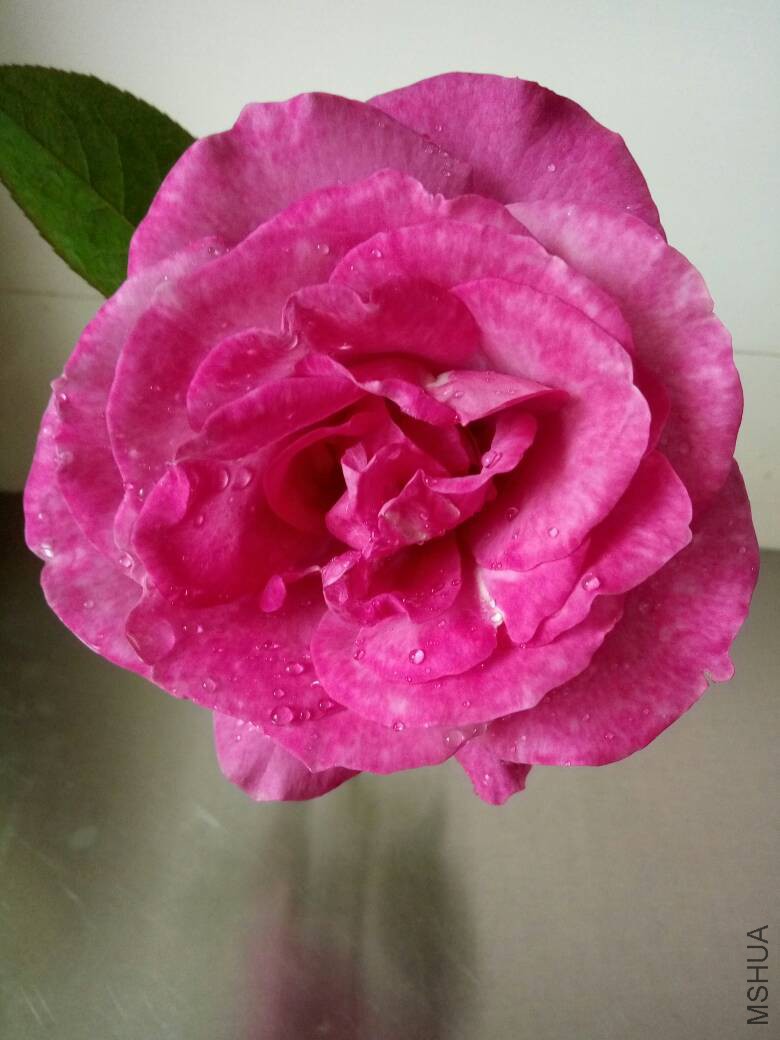 132640bmtjsartr3tt737n.jpg