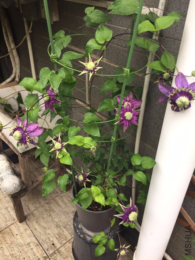 ���-20170502.jpg