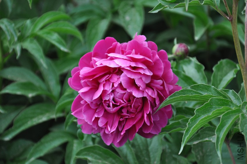DSC_0321.JPG