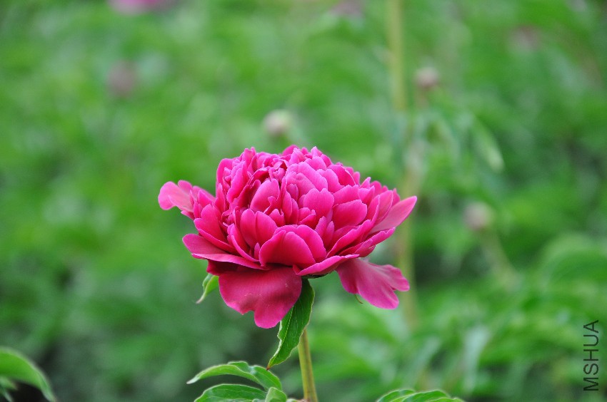 DSC_0323.JPG