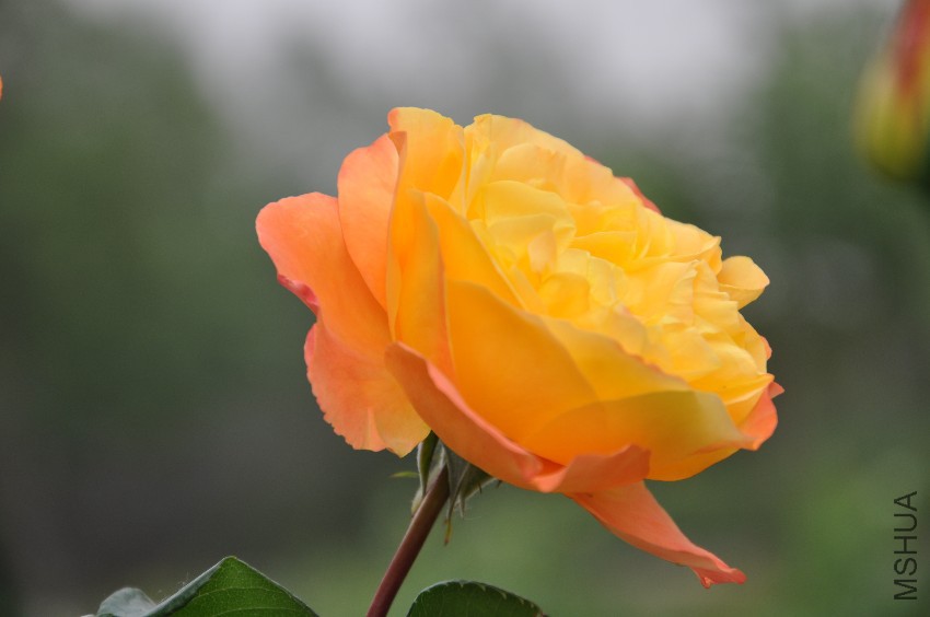 DSC_0379.JPG