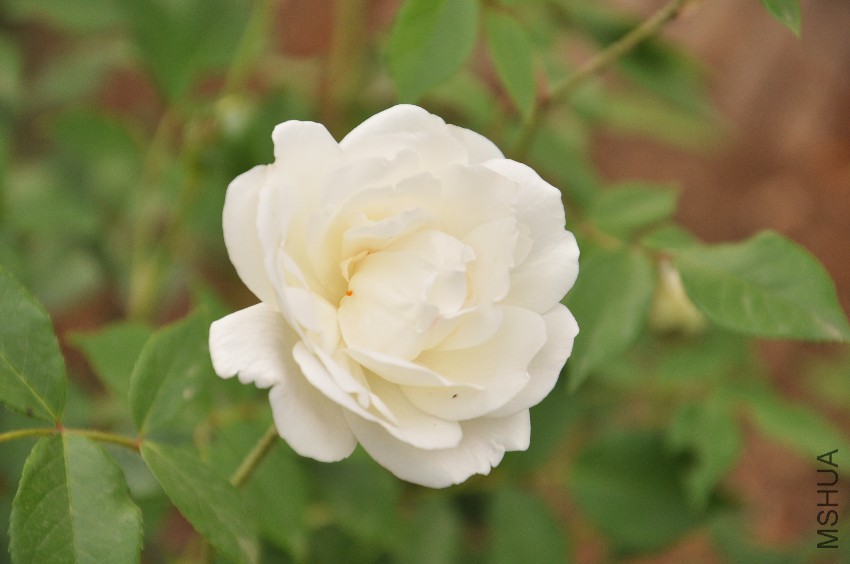 DSC_0396.JPG