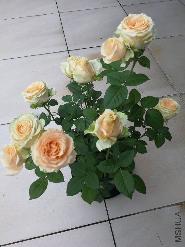 090446iy55ht46qqr46tdy.jpg