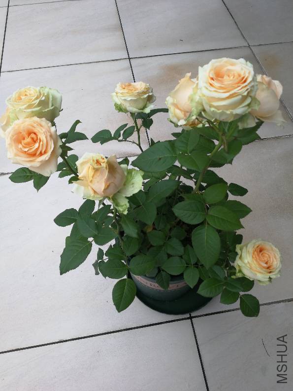 090447t5l5uazr18ujzf6q.jpg