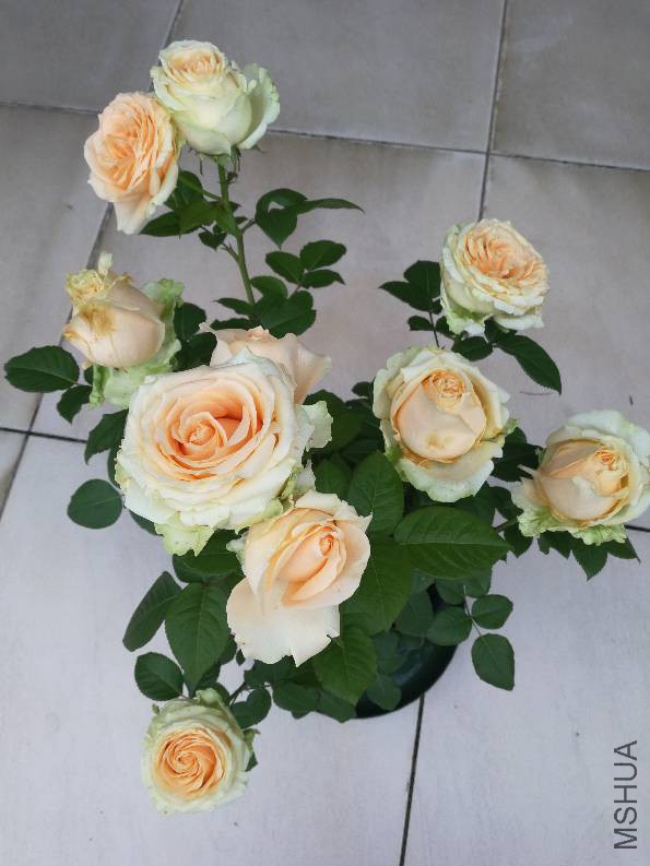 090450g87rar8abda2pzco.jpg