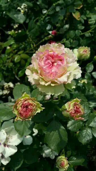 QQͼƬ20170505091912.jpg