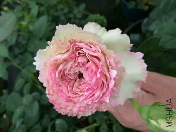 QQͼƬ20170505091903.jpg