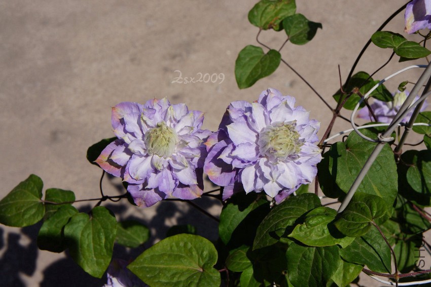 DSC00285.JPG