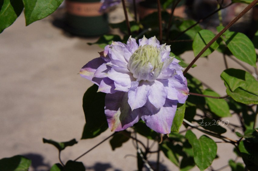 DSC00292.JPG